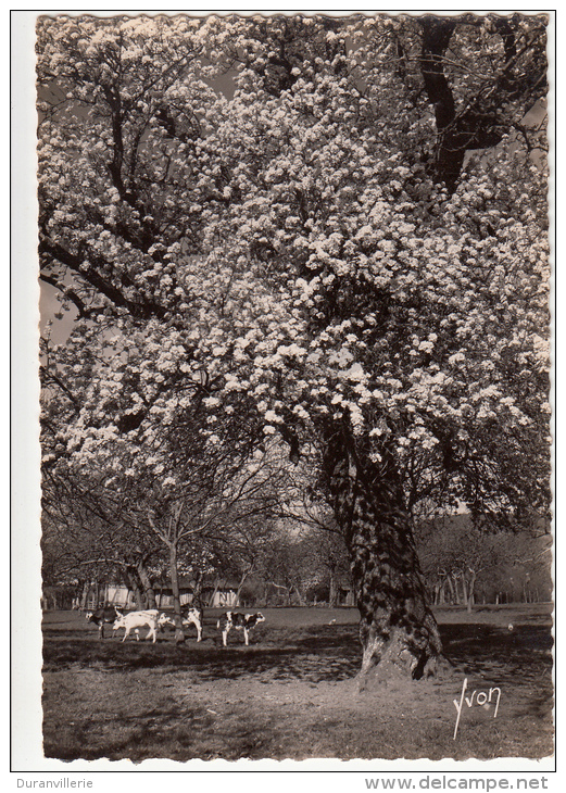 En Normandie : Miracle Du Printemps - Vaches Et Pommiers En Fleurs - CPSM - Basse-Normandie