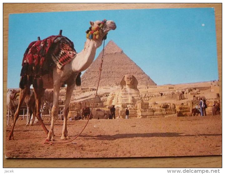 Giza Piramids Camel   /  Egypt - Gizeh