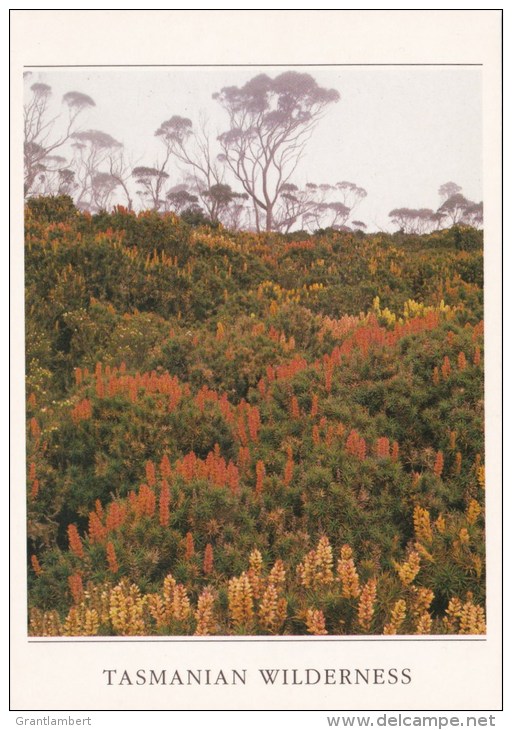 Tasmanian Wilderness - R. Scoparia In Flower - Tas Postcards &amp; Souvenirs TP906 Unused - Wilderness