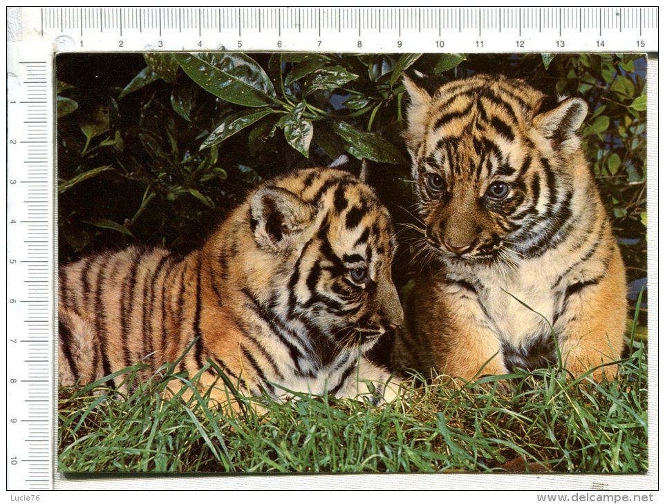 Petits  TIGRES Du BENGALE  Nés à THOIRY - Tigers