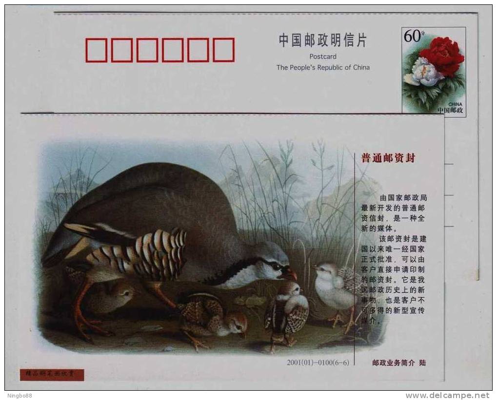 China 2001 Walking Bird Postal Stationery Card Kiwi Bird - Kiwi's