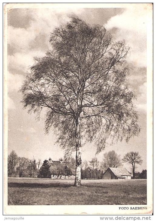 WORPSWEDE - Blühende Birke Im Frühlingswind - 13.1.1943 - W-7 - Worpswede