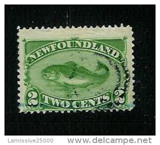 TERRE NEUVE N° 36 O  COTE 30 € ANIMAUX POISSON MORUE - 1865-1902