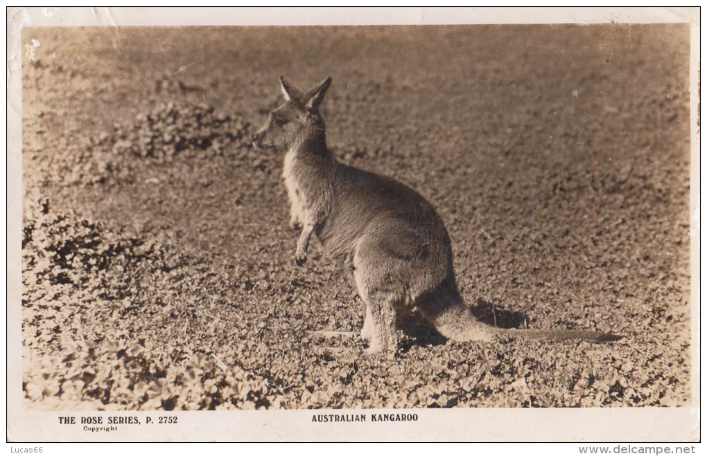 1933 AUSTRALIAN KANGAROO - THE ROSES SERIES P 2752/ CANGURO AUSTRALIANO - Autres & Non Classés