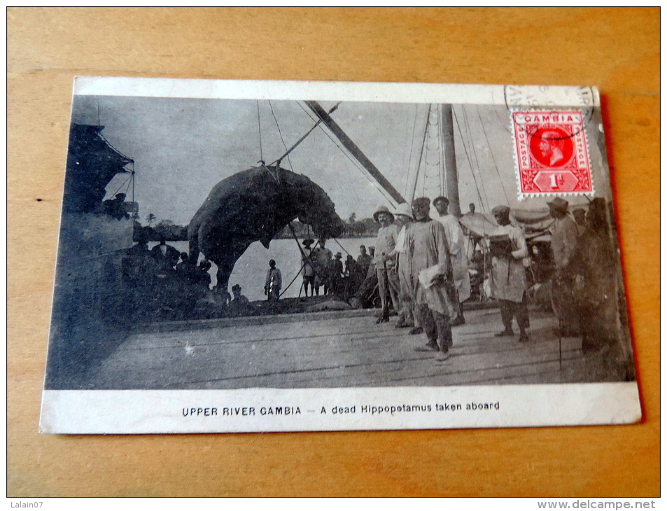 Carte Postale Ancienne : GAMBIA : A Dad Hippopotamus Taken Aboard, Stamp - Gambia