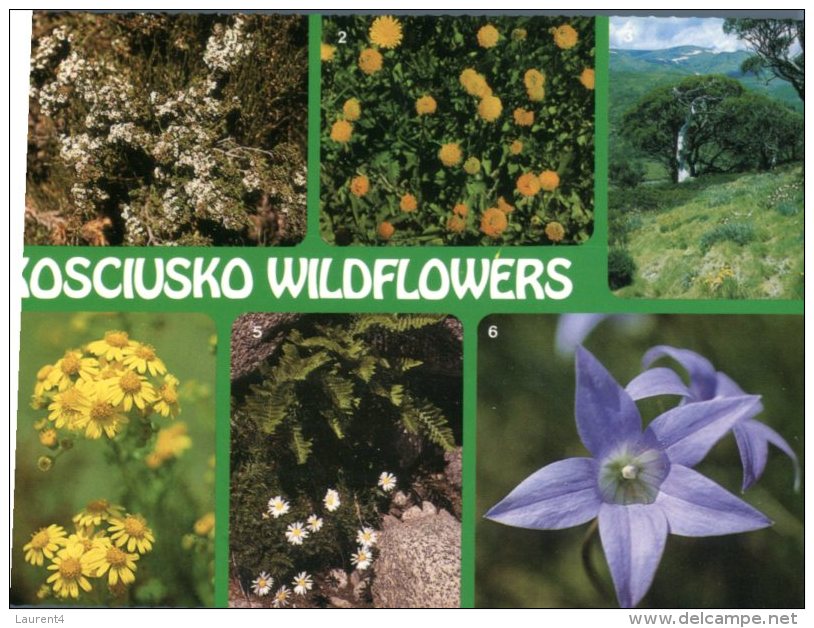 (210) Australia - NSW - Kosciusko Wildflowers - Outback