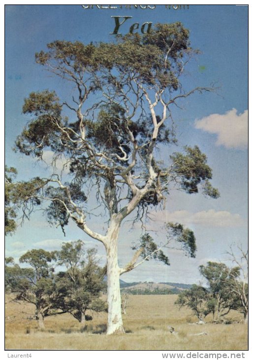 (210) Australia - Yea Old Gum Tree - Outback