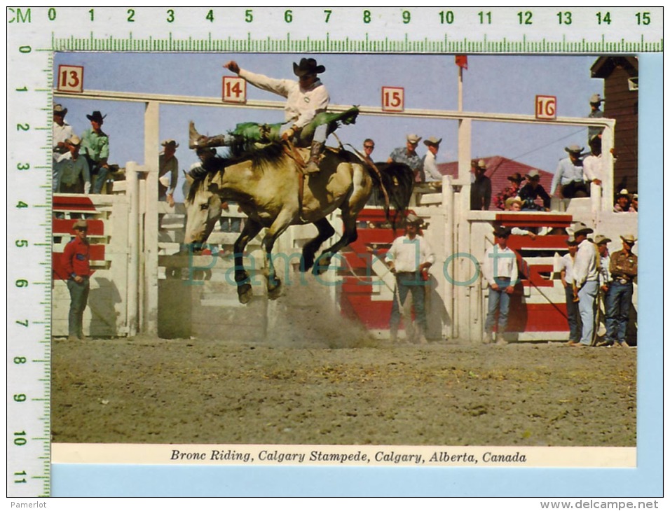 Alberta Canada Calgary Stampede ( Bronc Riding ) Post Card Carte Postale 2 Scans - Calgary