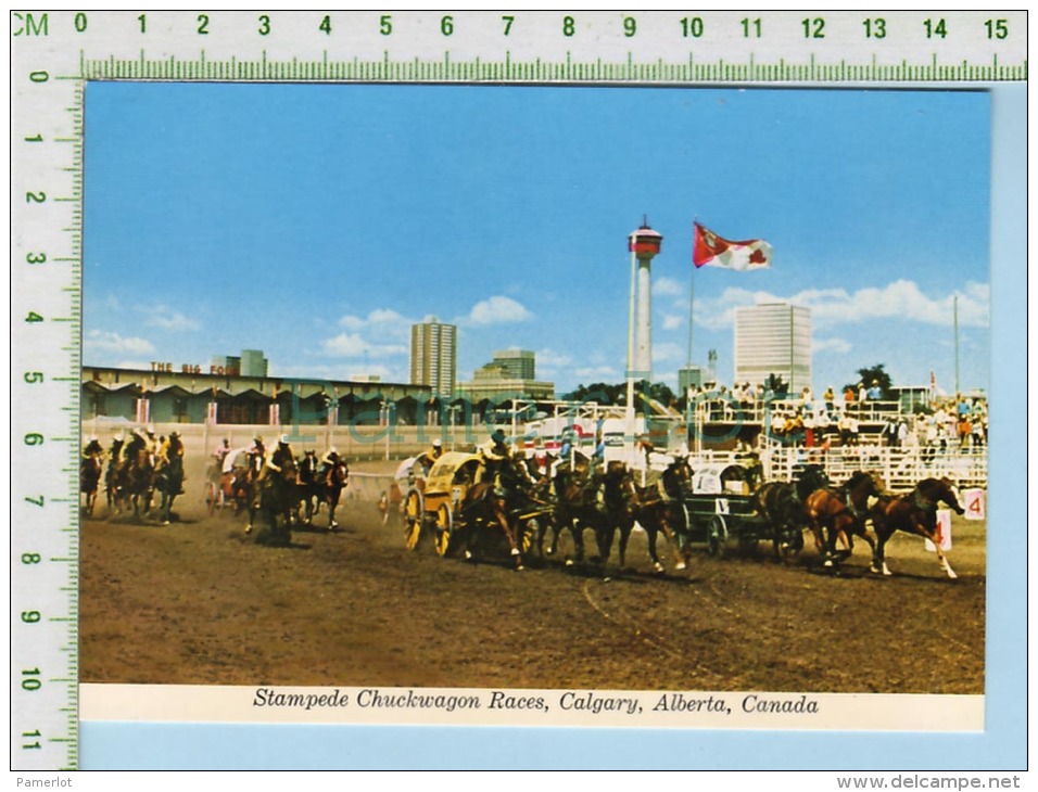 Alberta Canada Calgary Stampede (chuckwagon Races ) Post Card Carte Postale   2 Scans - Calgary