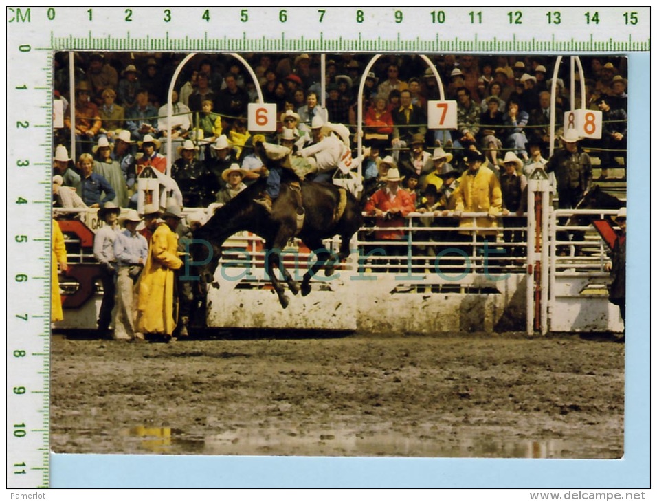 Alberta Canada Calgary Stampede ( Bareback Bronc Riding ) Post Card Carte Postale   2 Scans - Calgary