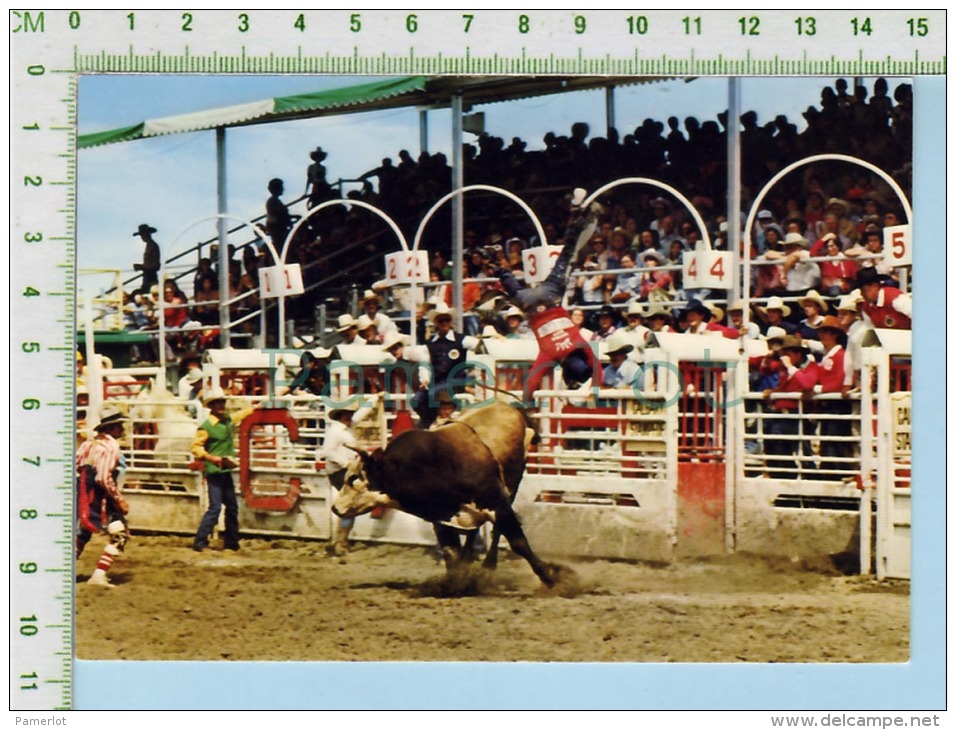 Alberta Canada Calgary Stampede ( Brahma Bull Riding ) Post Card Carte Postale - Calgary