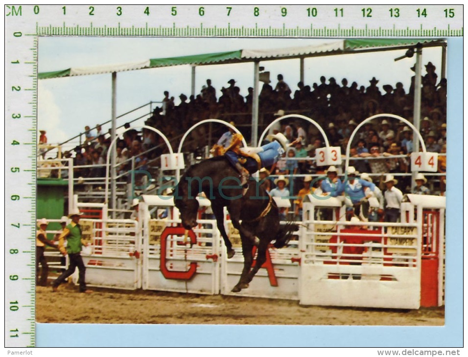 Alberta Canada Calgary Stampede (Ride-N-High On A Bare Back Bronc ) Post Card Carte Postale - Calgary