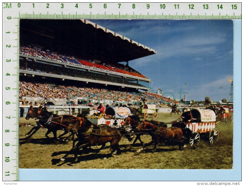 Alberta Canada Calgary Stampede ( Chuckwagon Races  ) Post Card Carte Postale - Calgary