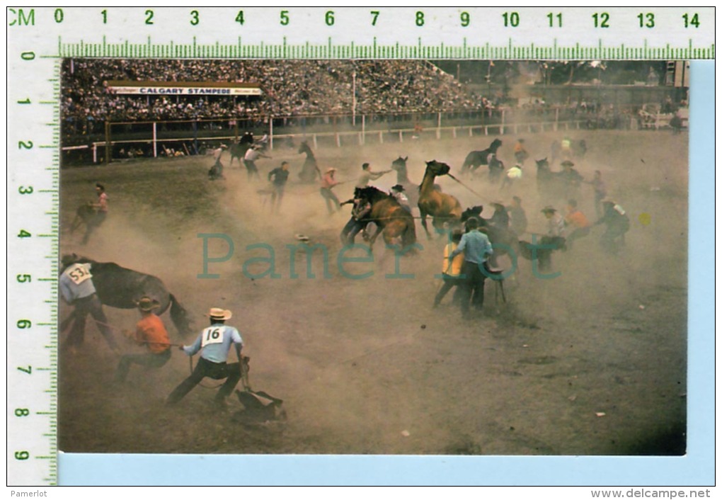 Alberta Canada Calgary Stampede ( Wild Horse Roping  ) Post Card Carte Postale 2 Scans - Calgary