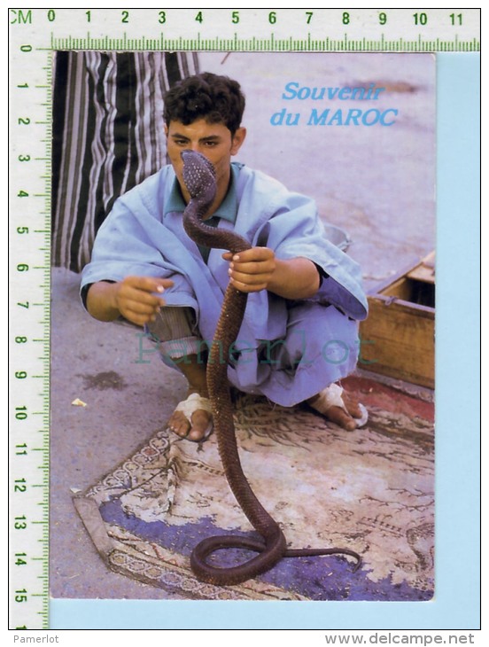 Maroc ( L'art De Charmer Un Cobra ) Post Card Carte Postale 2 Scans - Autres & Non Classés