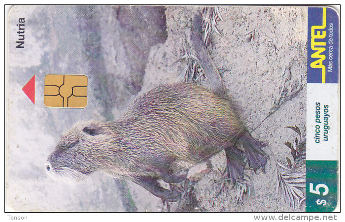 Uruguay TC 093a, Mamiferos, Nutria, 2 Scans. - Uruguay