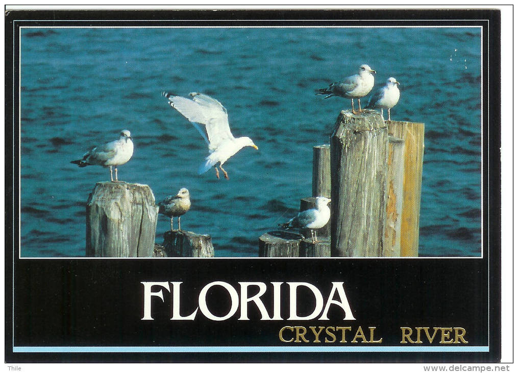 Florida - Crystal River - Seagulls On The Lookout - Autres & Non Classés