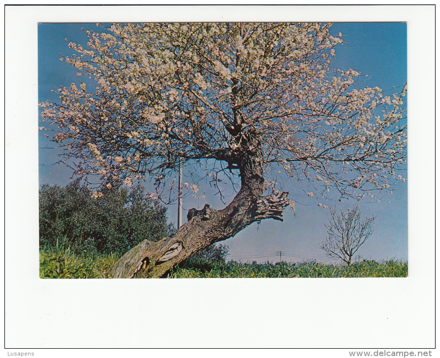 Portugal Cor 25215  - FIGUEIRA DE CASTELO RODRIGO - AMENDOEIRAS EM FLOR - Bragança