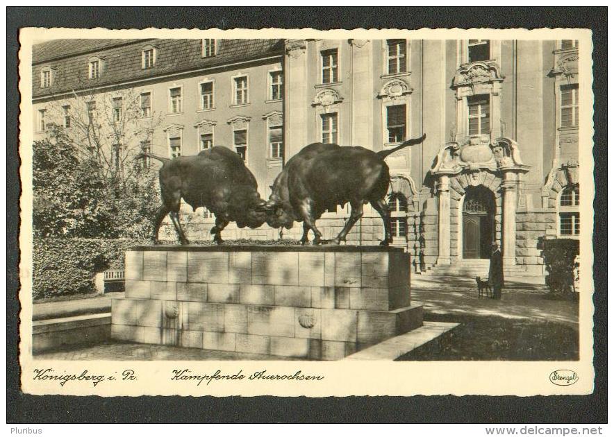 EAST  PRUSSIA , KÖNIGSBERG  , KALININGRAD  IN RUSSIA  KÄMFENDE AUEROCHSEN ,  BISON   , OLD POSTCARD, O - Ostpreussen