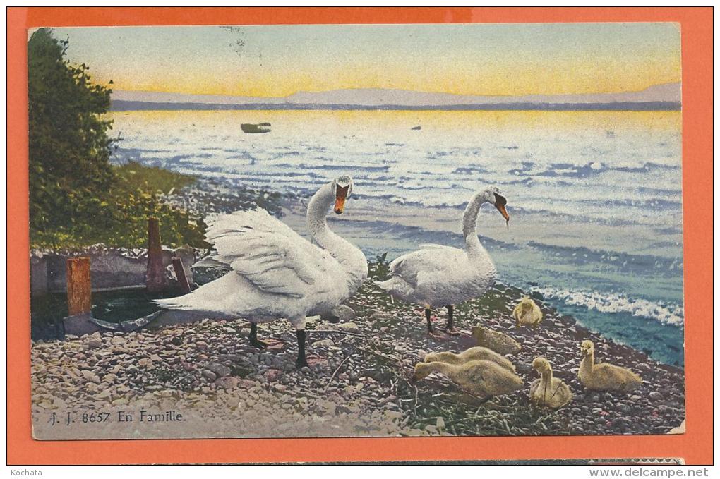 HB550, Cygne En Famille, 8657, Circulée 1922 - Vogels