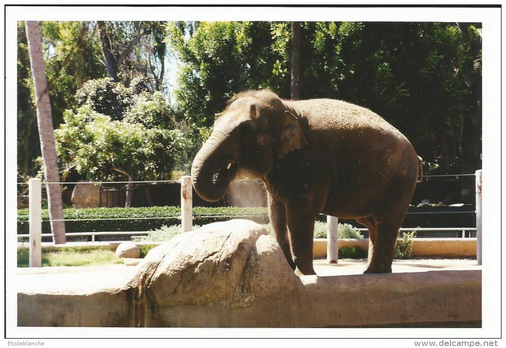 Zoo San Diego (California) Elephant - Photo, Format Carte Postale, Juillet 1999 - San Diego