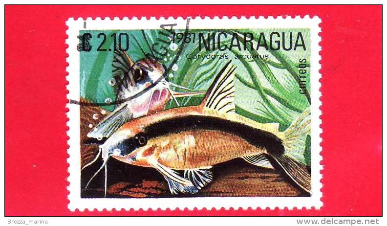 NICARAGUA  - Nuovo - 1981 - Pesci Tropicali - Fish - Corydoras Arcuatus - 2.10 - Nicaragua