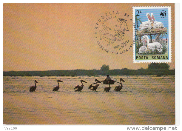 PELICANS IN DANUBE DELTA, CM, MAXICARD, CARTES MAXIMUM, 1987, ROMANIA - Pelicans
