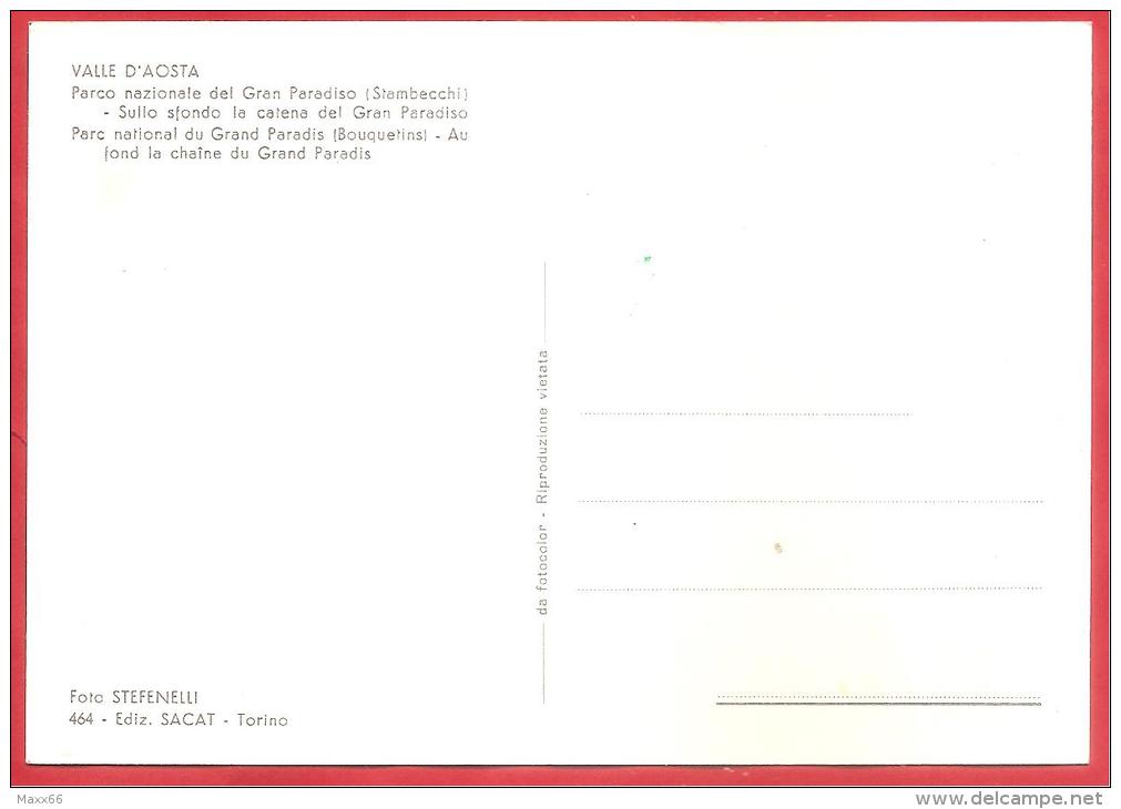 CARTOLINA NV ITALIA - VALLE D' AOSTA - Parco Gran Paradiso - Stambecchi - 10 X 15 - PERFETTA - Autres & Non Classés