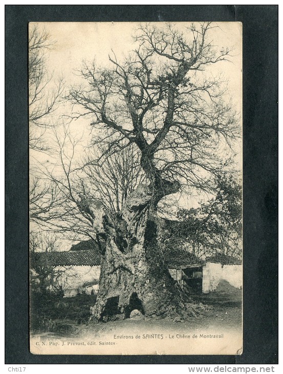 SAINTES LE CHENE CENTENAIRE DE MONTRAVAIL   /  CIRC  OUI  1900 - Saintes