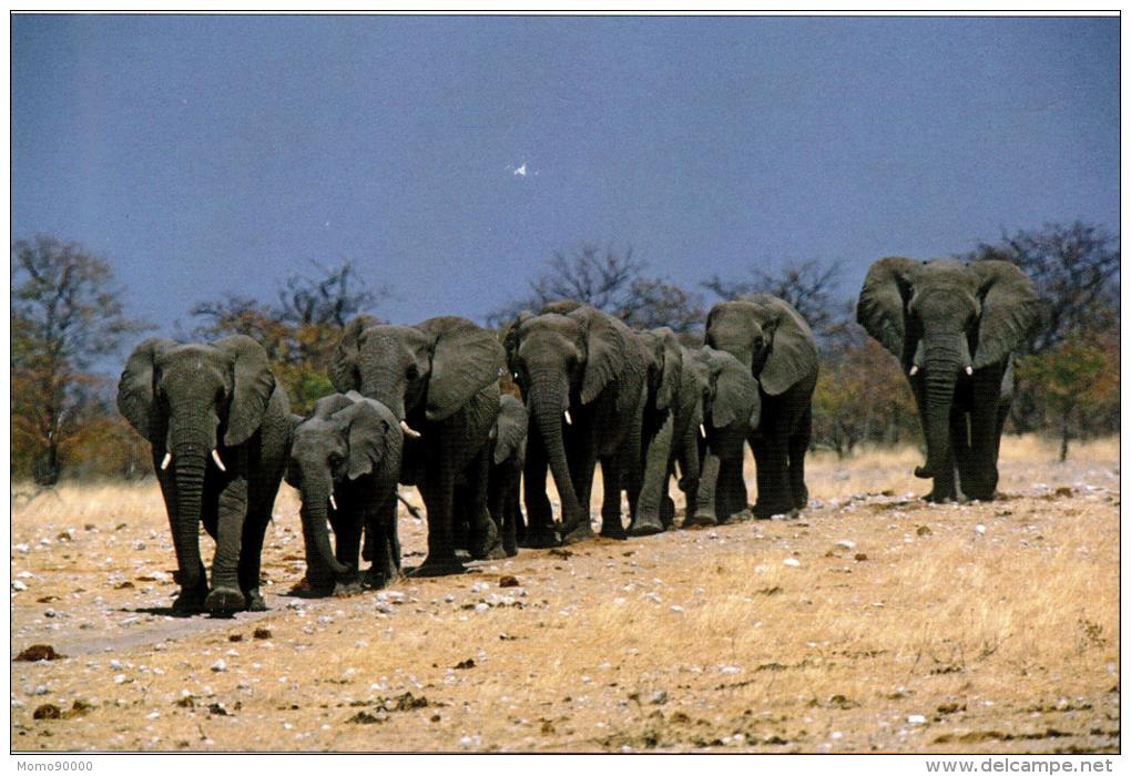 NAMIBIE : African Elephant - Namibia