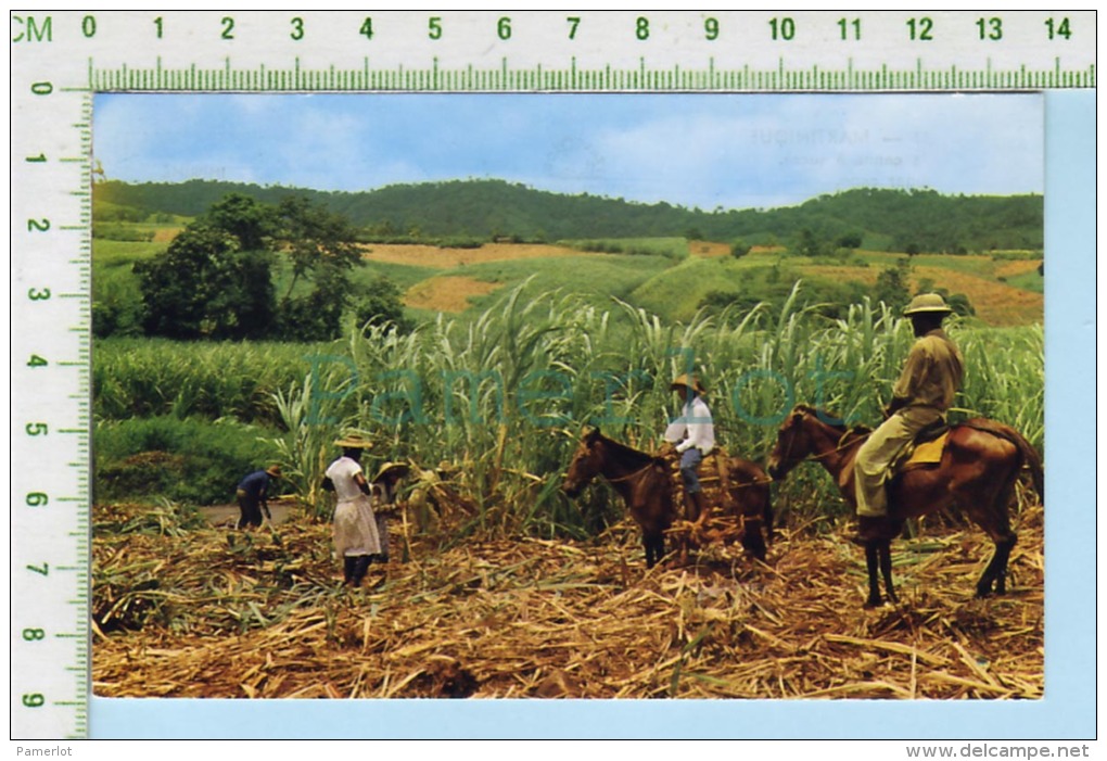 Martinique ( Récolte De La Canne à Sucre ) Post Card Carte Postale  2 Scans - Autres & Non Classés