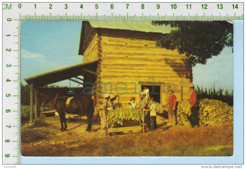 Thomasville  ( Stringing Tobacco At Harvest Time Attachage Des Feuilles De Tabac ) Post Card Carte Postale  2 Scans - Tabak