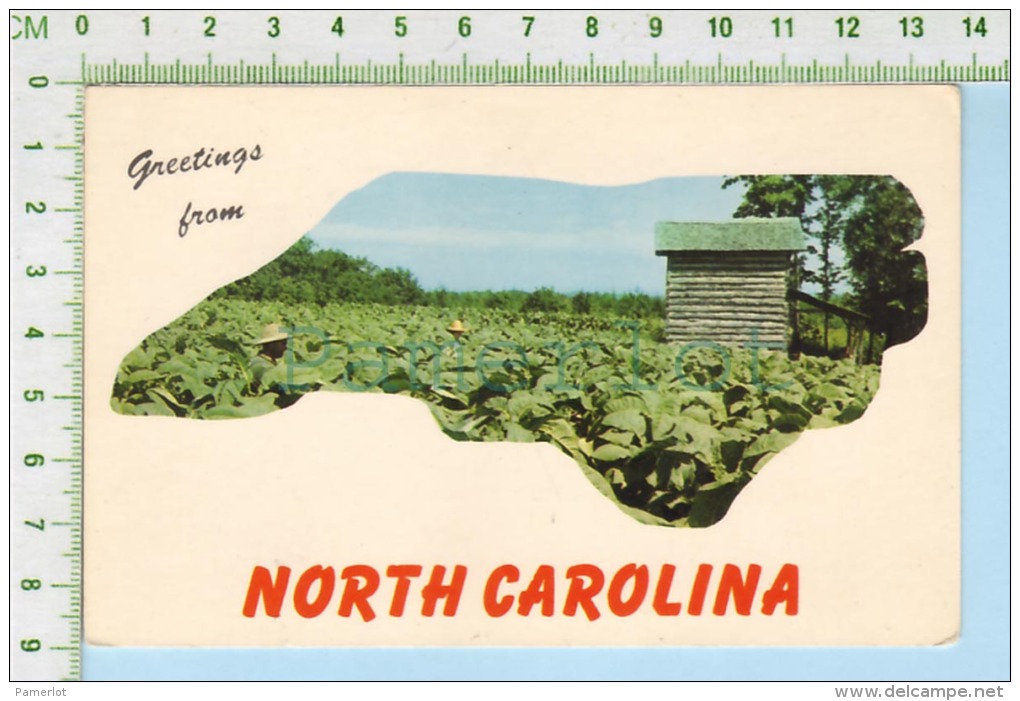 North Carolina  ( Greeting From North CarolinaTobacco Farm Ferme De Tabac ) Post Card Carte Postale  2 Scans - Tabak