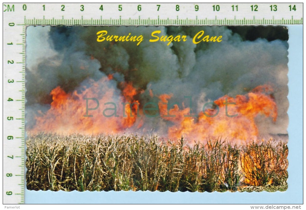 Sugar Cane   ( Sugar Cane Is Burning The Day Before It Is Harvested) Post Card Carte Postale - Autres & Non Classés