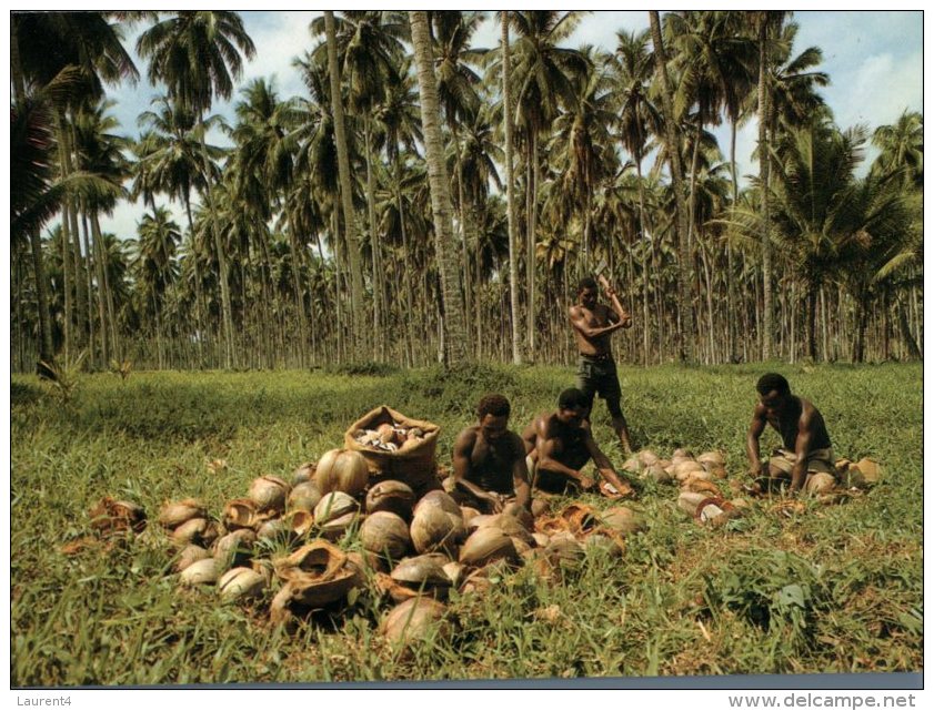 (309) Papua New Guinea - Papaousie Nouvelle Guinée - Madang Copra Plantation - Papoea-Nieuw-Guinea