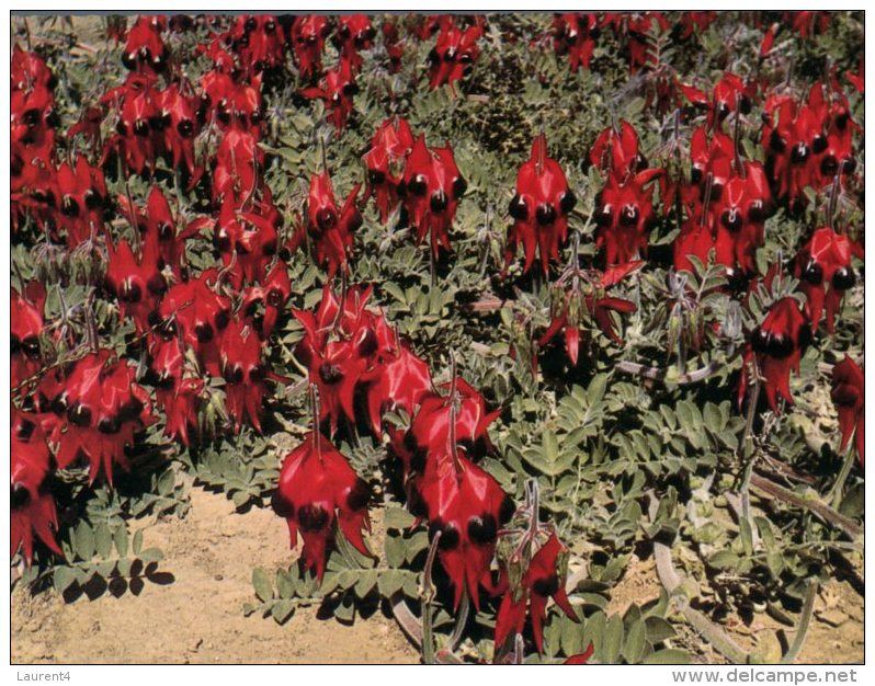(206) Australia - SA - FLinders Range Sturt Peas Flowers - Outback