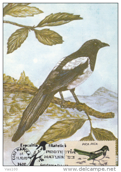 EURASIAN MAGPIE, CM, MAXICARD, CARTES MAXIMUM, 1993, ROMANIA - Coucous, Touracos