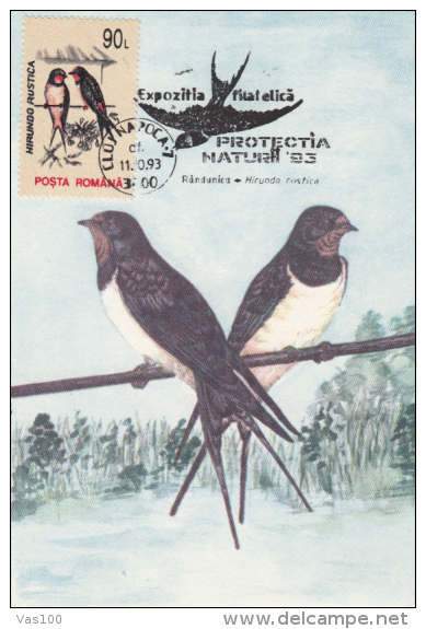 BIRDS, SWALLOWS, CM, MAXICARD, CARTES MAXIMUM, 1993, ROMANIA - Hirondelles