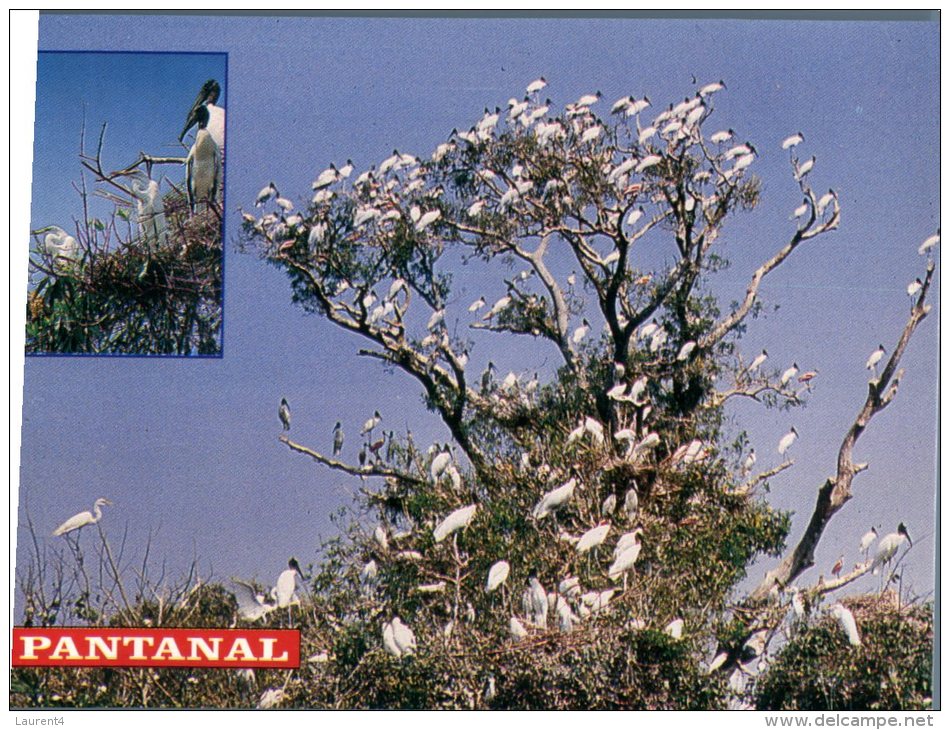 (642) Brazil - Pantanal Birds - Manaus