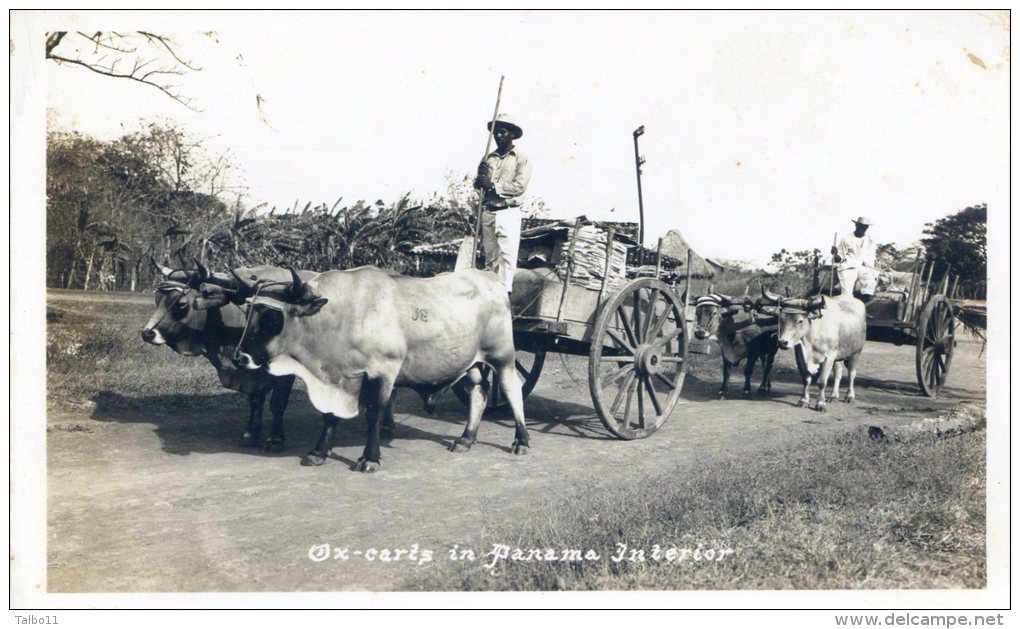 Panama - Caris In Panama Interior - Attelage De Boeufs - Panama