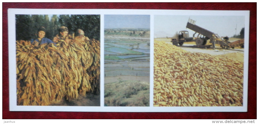 Drying Tobacco - Rice Fields - Harvesting Maize - 1984 - Kyrgyzstan USSR - Unused - Kirghizistan