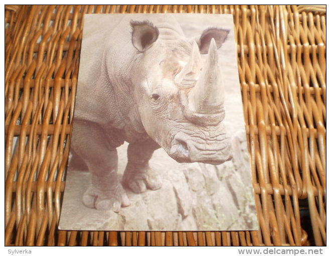 Postkarte Postcard Rhinoceros - Rhinoceros