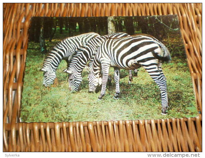 Tier Postkarte  Zebra - Zebras