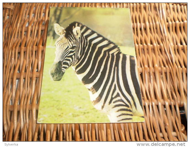 Tier Postkarte  Zebra - Zebras