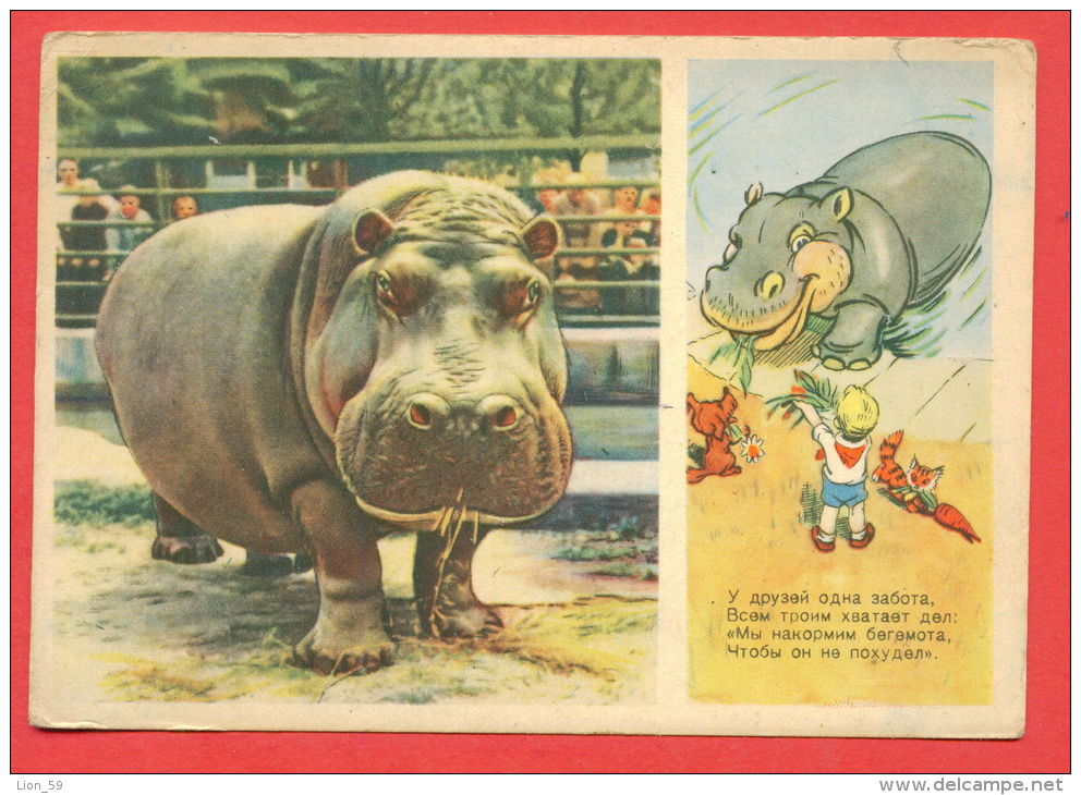 133768 / Hippopotamus Dog Chiens Hunde Cani , Red Fox , Renard Roux  Carrot  Carotte  Karotte By STEPANCEV Russia Russie - Hippopotamuses