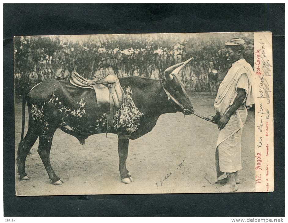 ANGOLA  LUANDA   BOI CAVALLO   RACE DE BOEUF CAVALLO AVEC SELLE D EQUITATION       /  CIRC  OUI  1905 - Angola