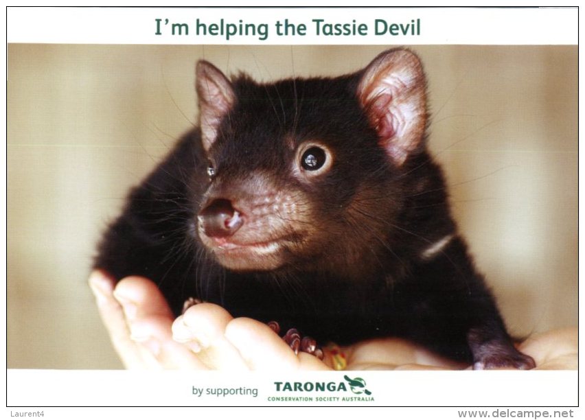 (333) Australia - TAS - Tassie Devil - Autres & Non Classés