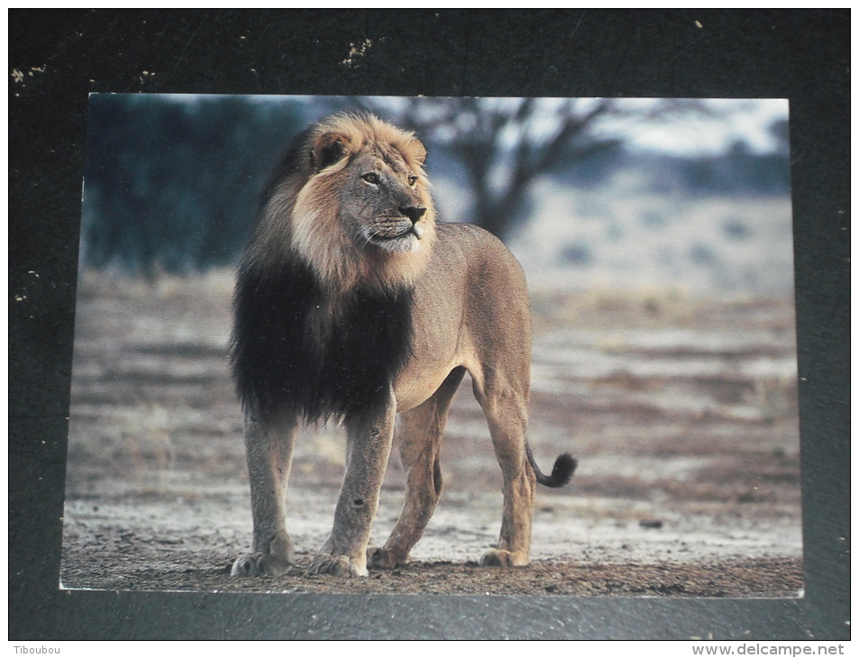 CPM AFRIQUE DU SUD SOUTH AFRICA - YT 821 - OISEAU GRUE - FAUNE FELIN FAUVE LION - - Lettres & Documents