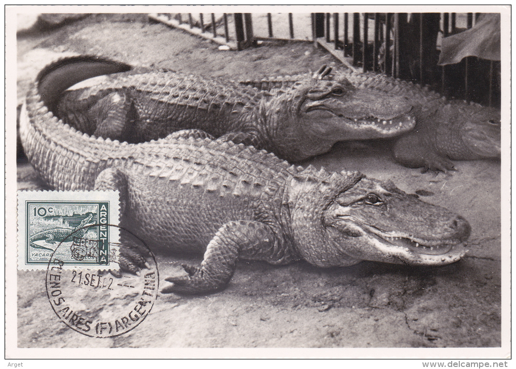 Carte-Maximum ARGENTINE  N° Yvert  602 (ALLIGATOR) Obl Sp 1962 - Cartas & Documentos