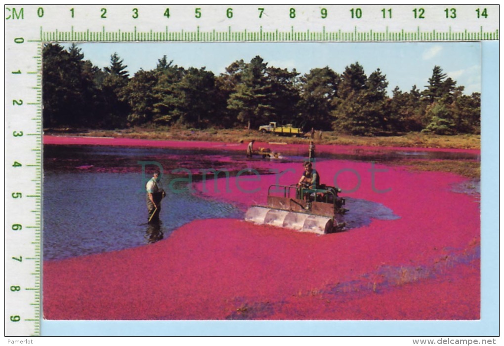 Cape Cod Mass. Used In 1980 (  Harvesting Cranberries  ) Post Card Carte Postale 2 Scans - Cape Cod